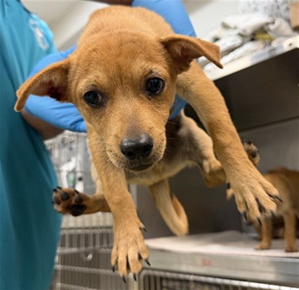 Adoptable Dog