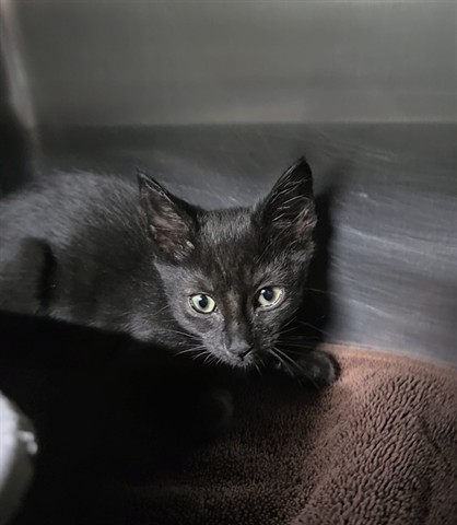 Nala