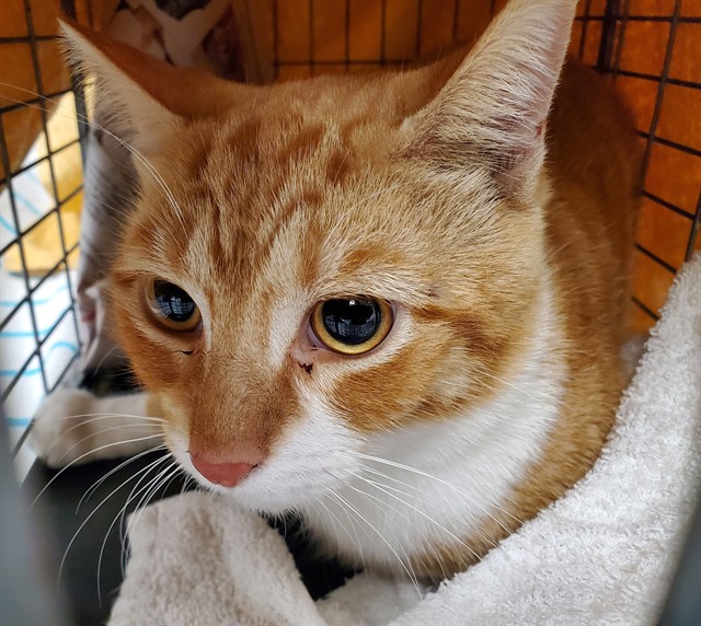 Adoptable Cat