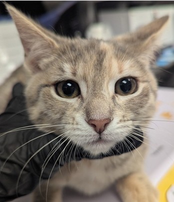 Nebula - Adoption Pending