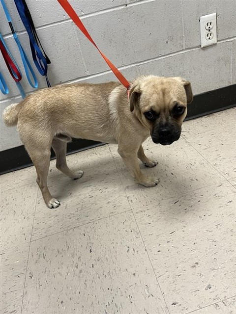 Adoptable Dog