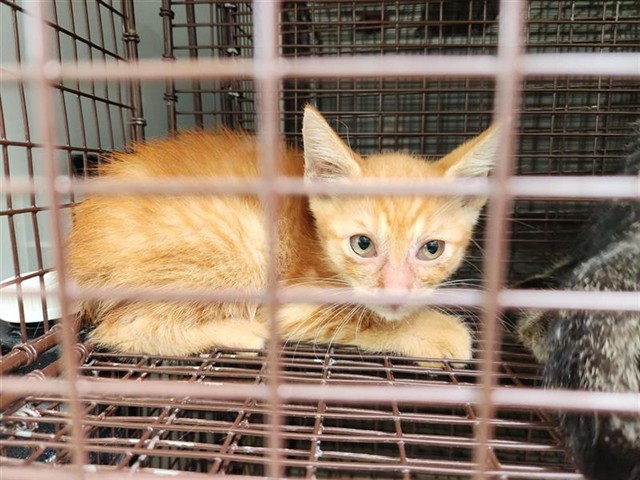 Adoptable Cat