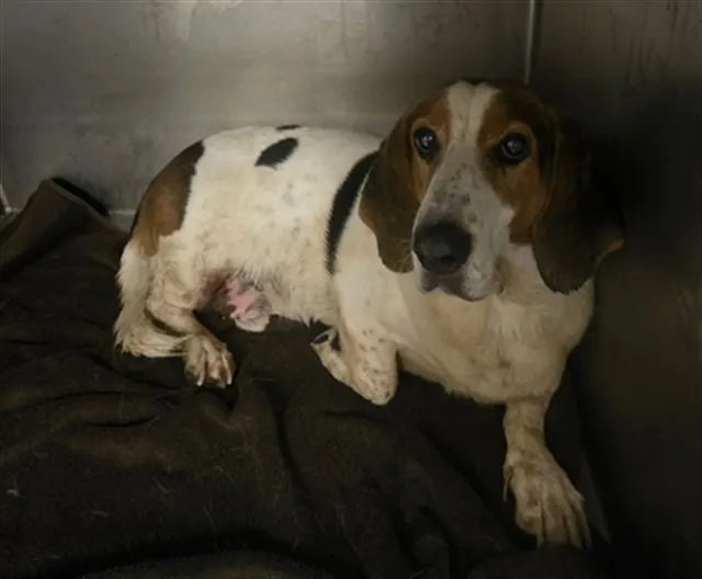 Roscoe