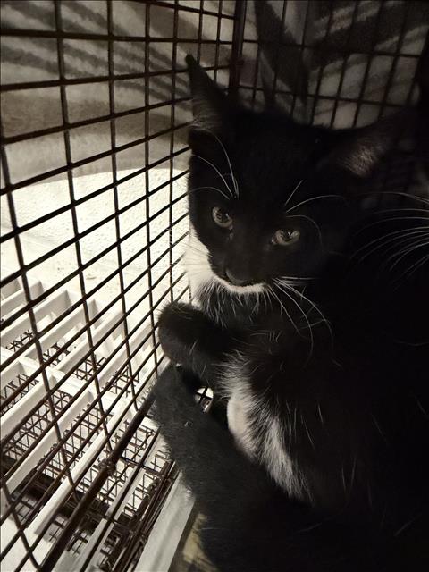 Biscuit