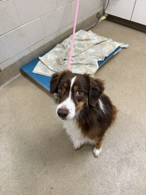 Adoptable Dog