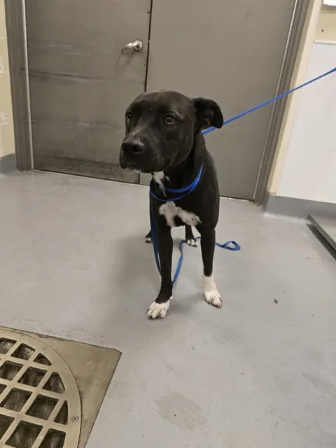 Adoptable Dog