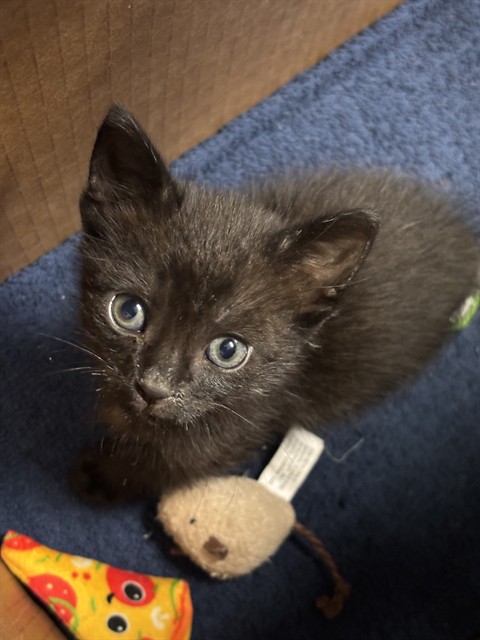 Adoptable Cat