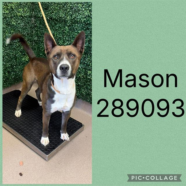 Mason