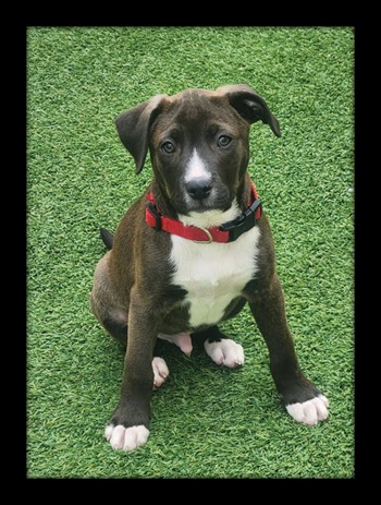Onyx*