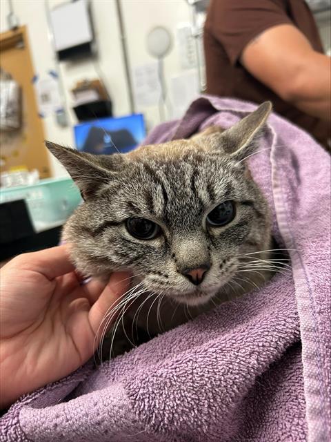 Adoptable Cat