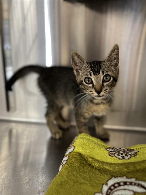 Adoptable Cat