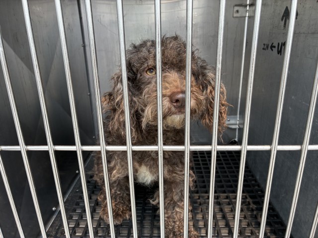 Adoptable Dog