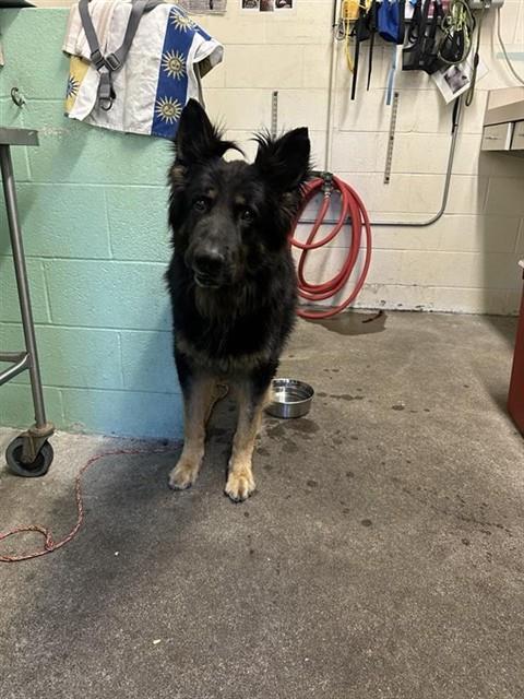 Oso