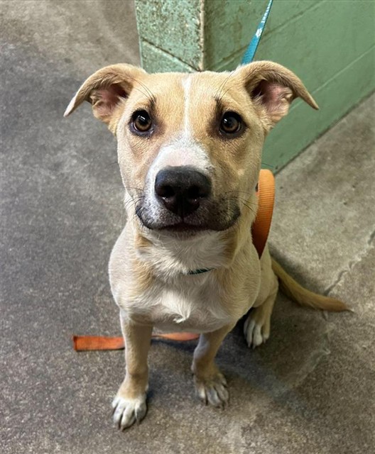 Adoptable Dog