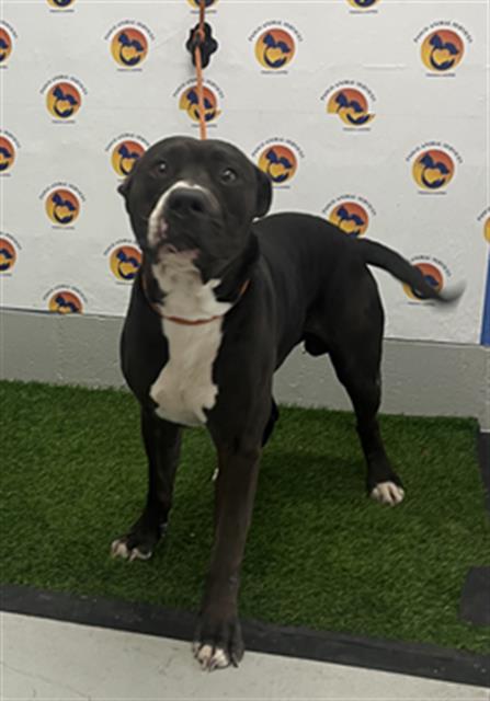 Capone