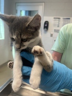 Adoptable Cat