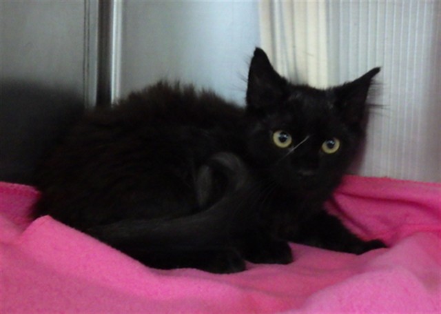 *Sir Isaac Mewton*