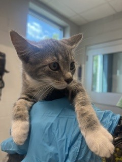 Adoptable Cat