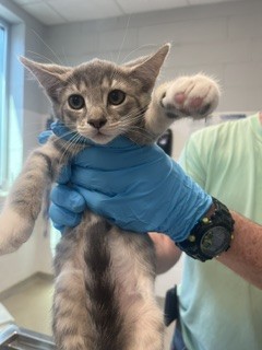 Adoptable Cat