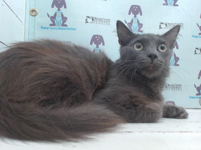 Adoptable Cat