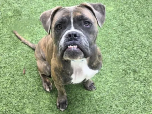 Ace
