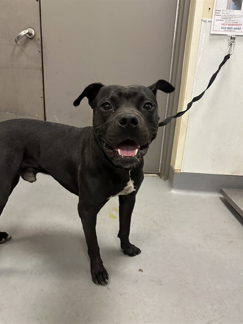 Adoptable Dog