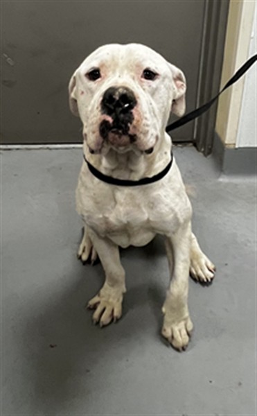 Adoptable Dog