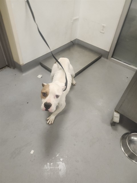 Adoptable Dog