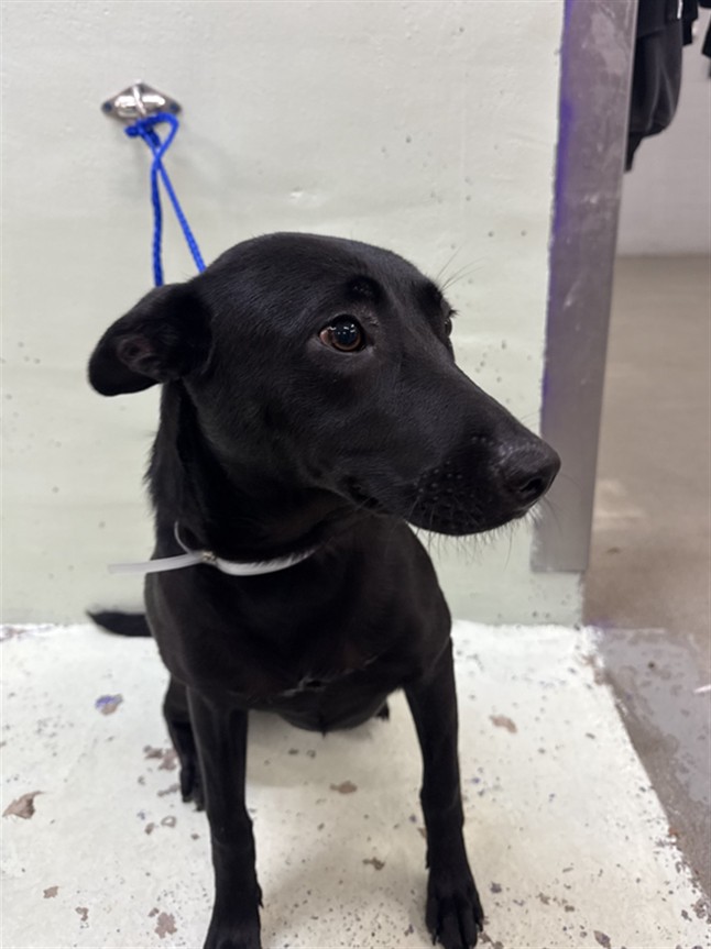 Adoptable Dog