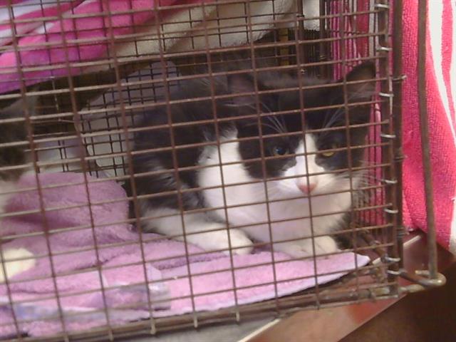 *Pollux
