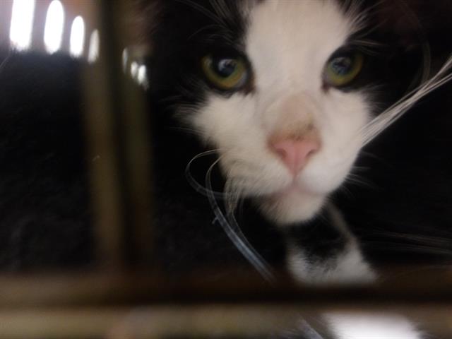 Adoptable Cat