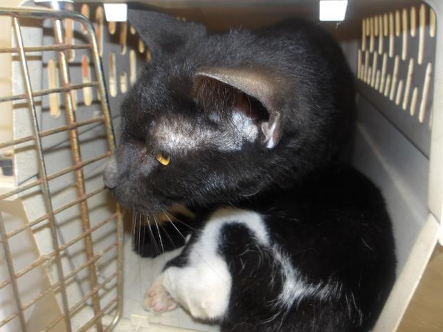 Adoptable Cat