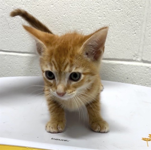 Adoptable Cat