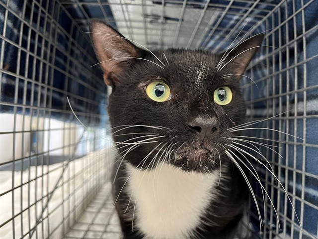 Adoptable Cat