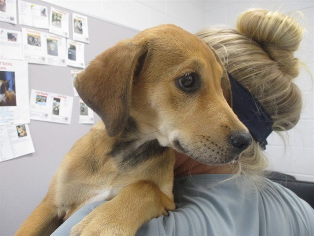 Adoptable Dog