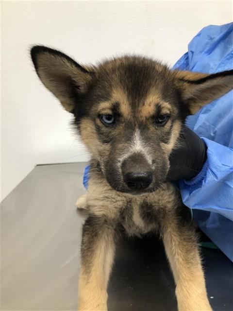 Adoptable Dog