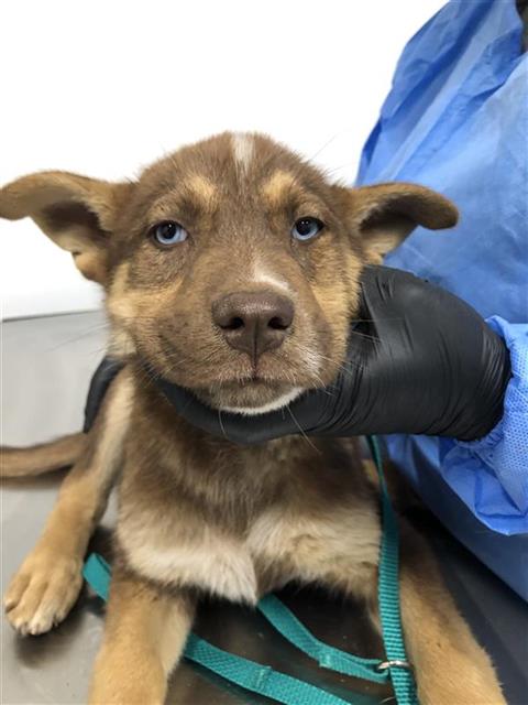 Adoptable Dog