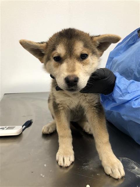 Adoptable Dog