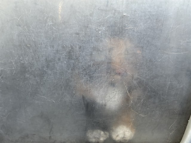 Penny
