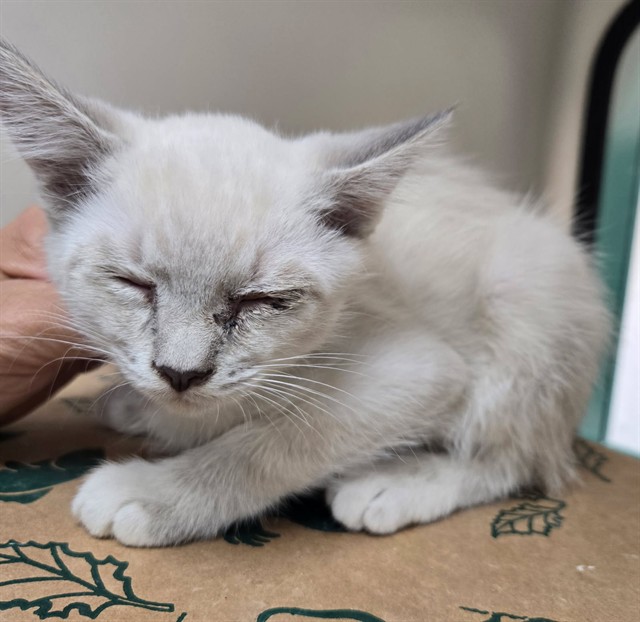 Adoptable Cat