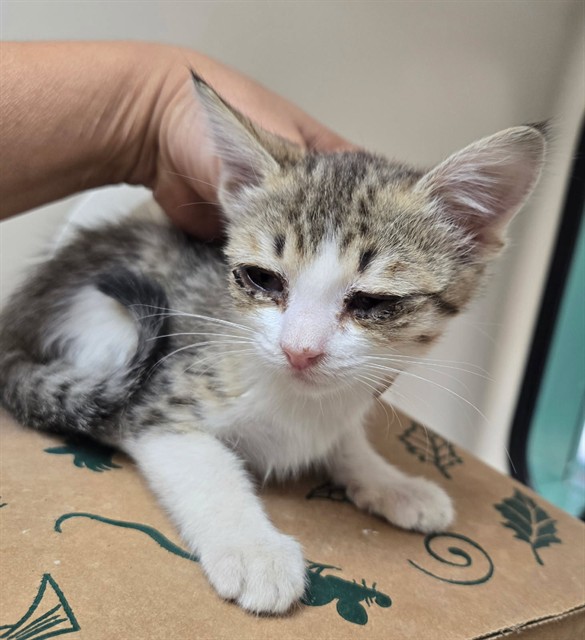 Adoptable Cat