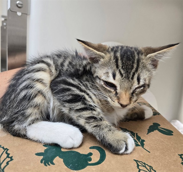 Adoptable Cat