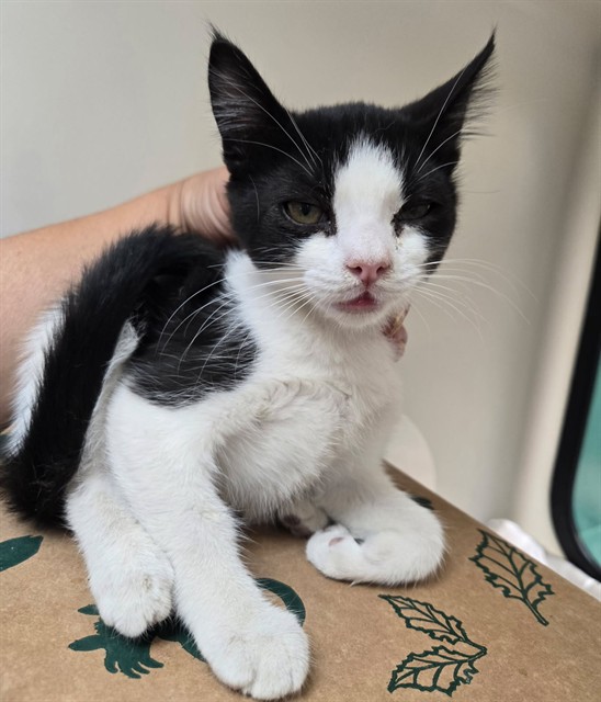 Adoptable Cat