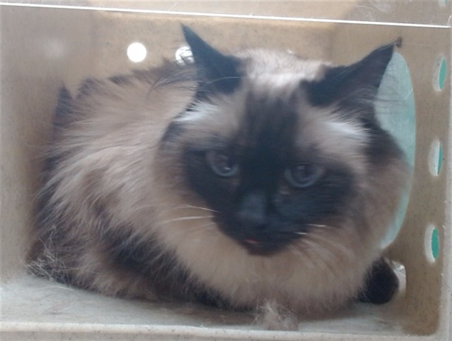 Adoptable Cat