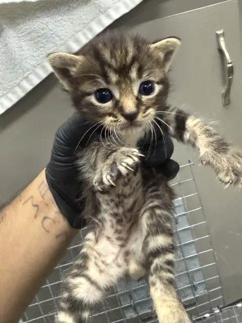 Adoptable Cat