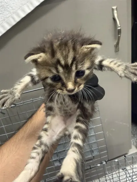 Adoptable Cat