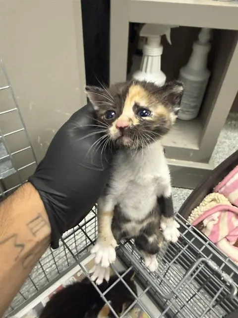 Adoptable Cat