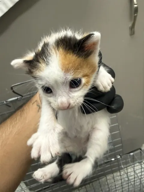 Adoptable Cat