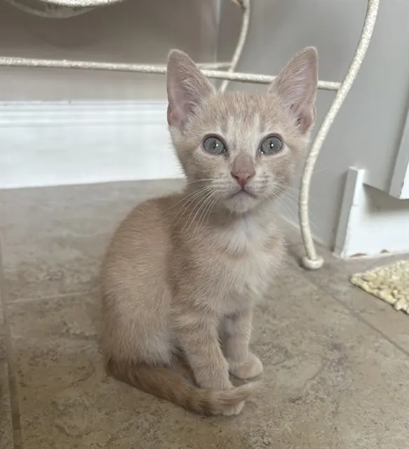 Willow