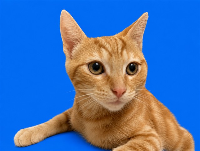 Mangito
